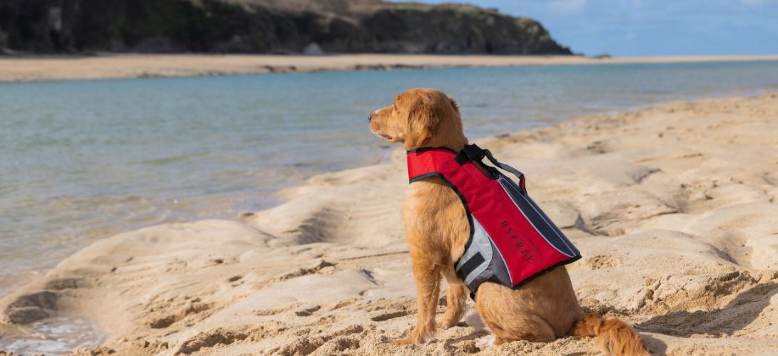 A small reddish dog sat at the sea shore wearing a red buoyancy aid