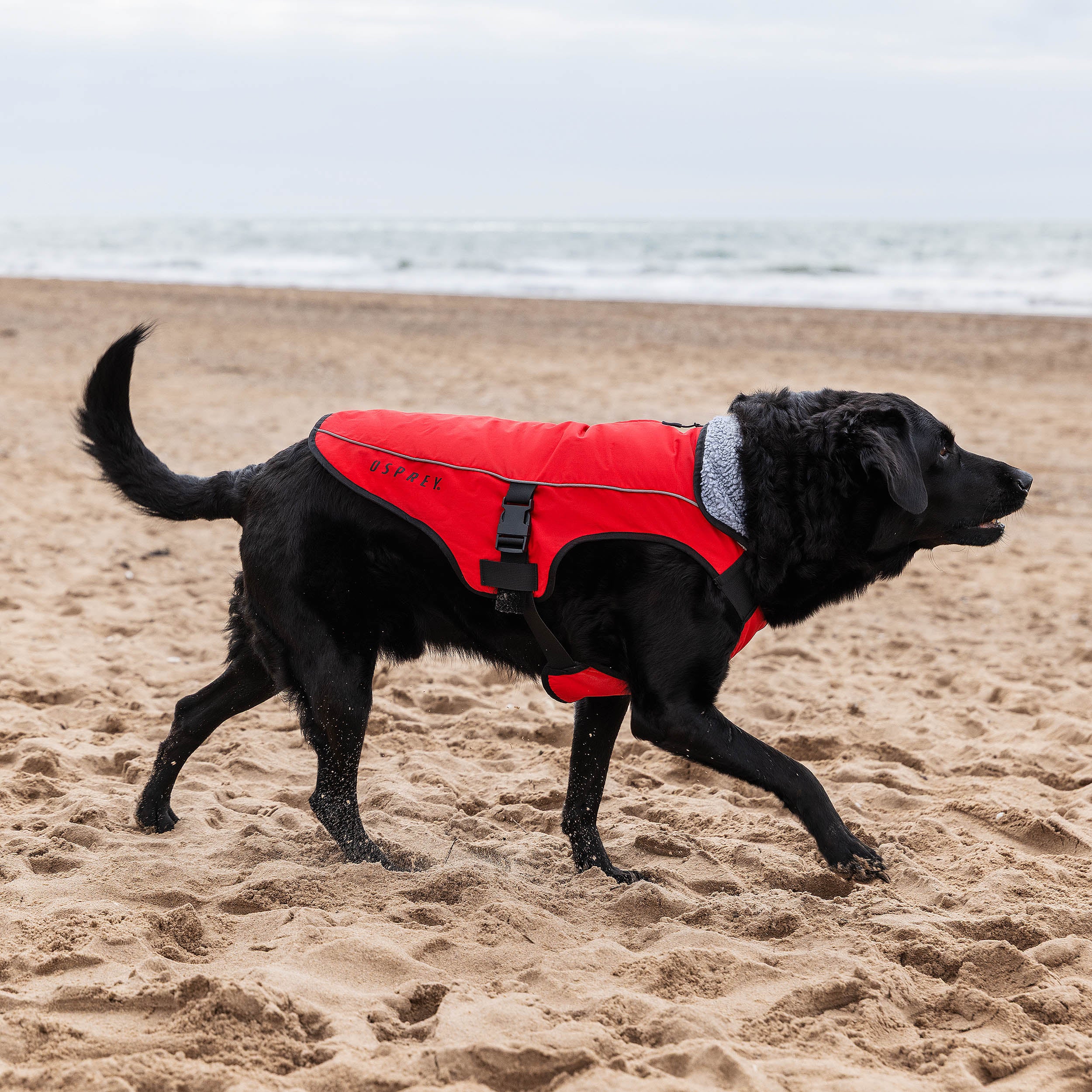 waterproof dog coat r